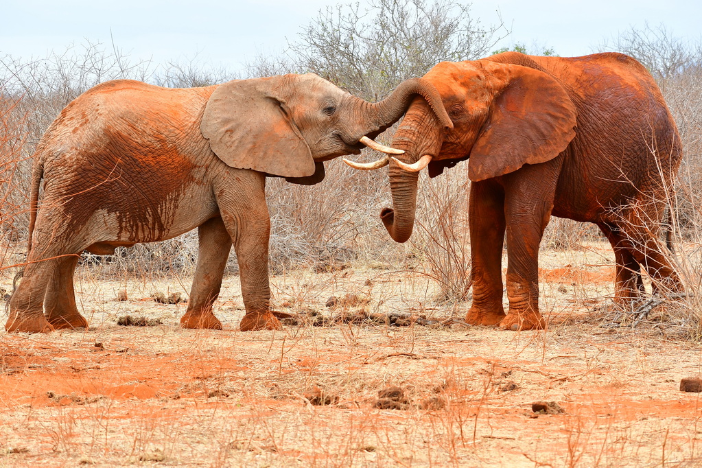 Tsavo East National Park